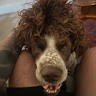 Simon